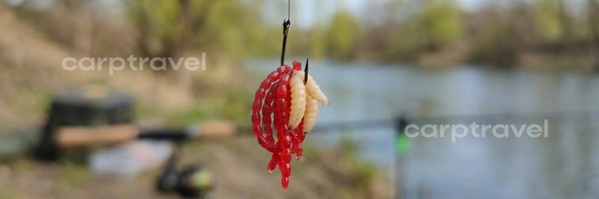 Классический весенний бутерброд — мотыль с опарышем