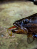 Крючок офсетный  Рыболовная империя Fish_Emp OFFSET Size 5 0 Никель 5шт